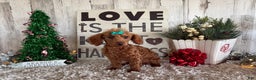 Toy Poodle dogs for sale: Pansy - Ad 2