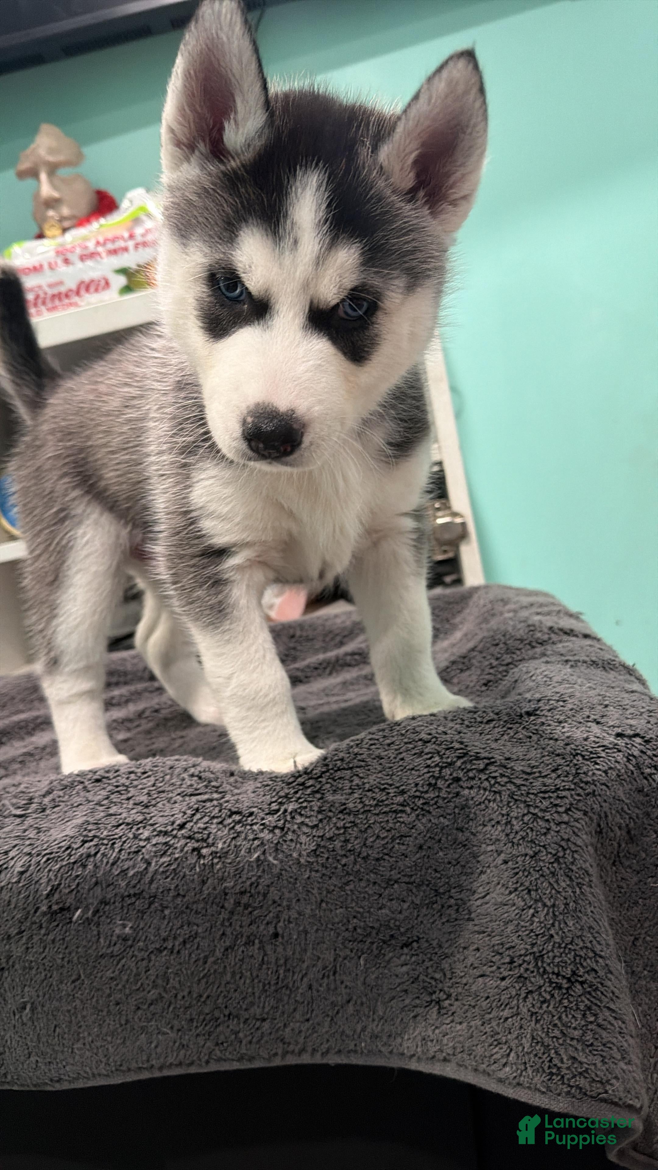 Siberian Husky dogs Siberian Husky Puppy 5 - Ad 18