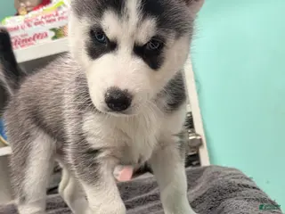 Siberian Husky dogs Siberian Husky Puppy 5 - Ad 18