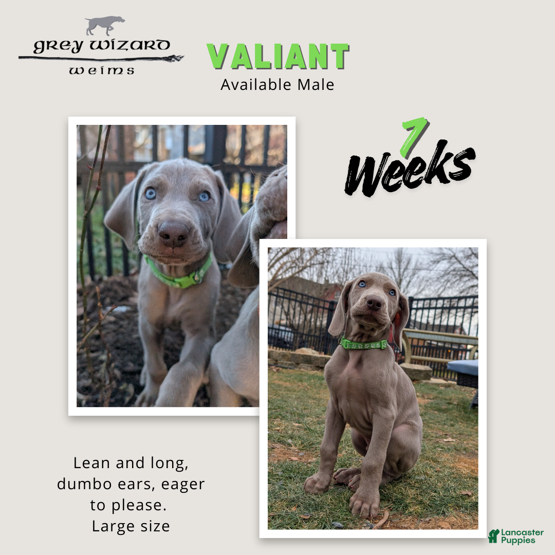 Weimaraner dogs Valiant - Ad 8