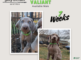 Weimaraner dogs Valiant - Ad 8