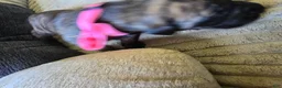 Mixed Breed dogs for sale: Pink-Full Brindle - Ad 17