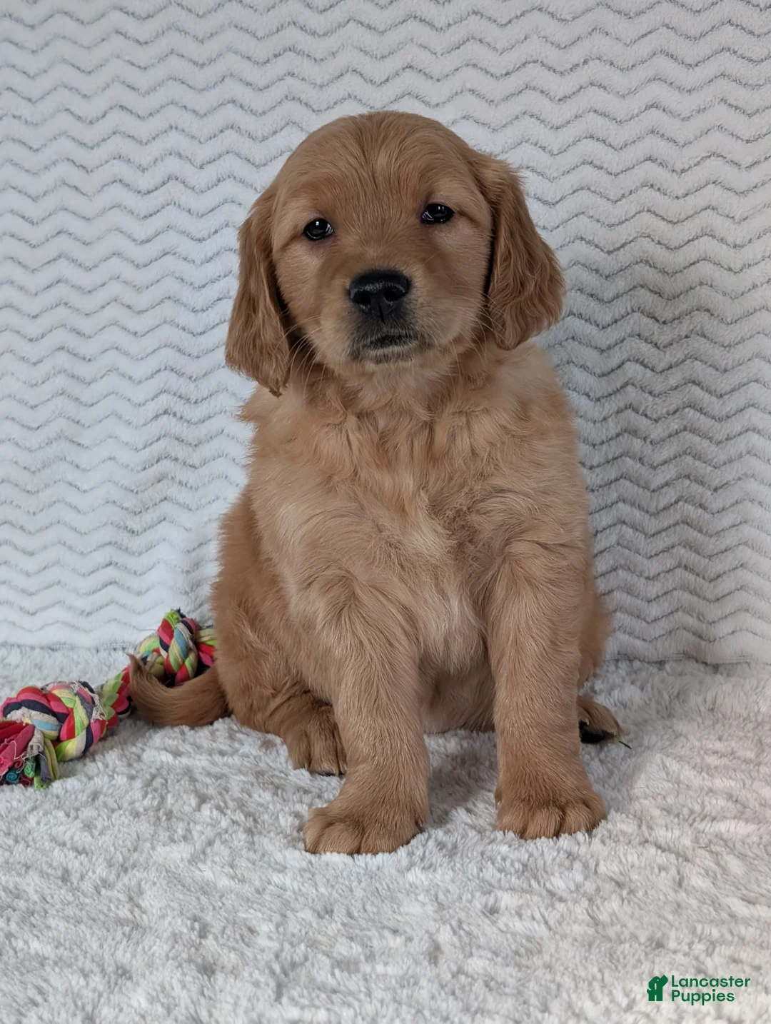 Golden Retriever dogs for sale: Miss Emmie - Ad 5