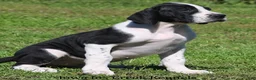 Great Dane dogs for sale: Great Dane 3 - Ad 10