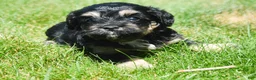Bernedoodle dogs for sale: Britney Bernedoodle 5 - Ad 4