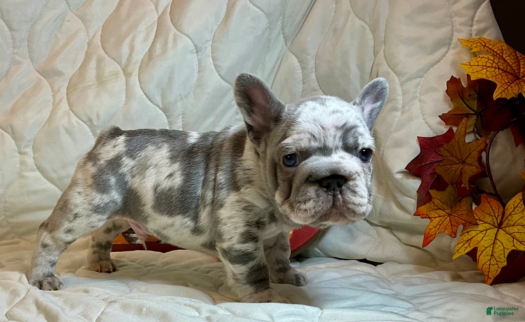 French Bulldog dogs for sale: Garmin - Ad 7