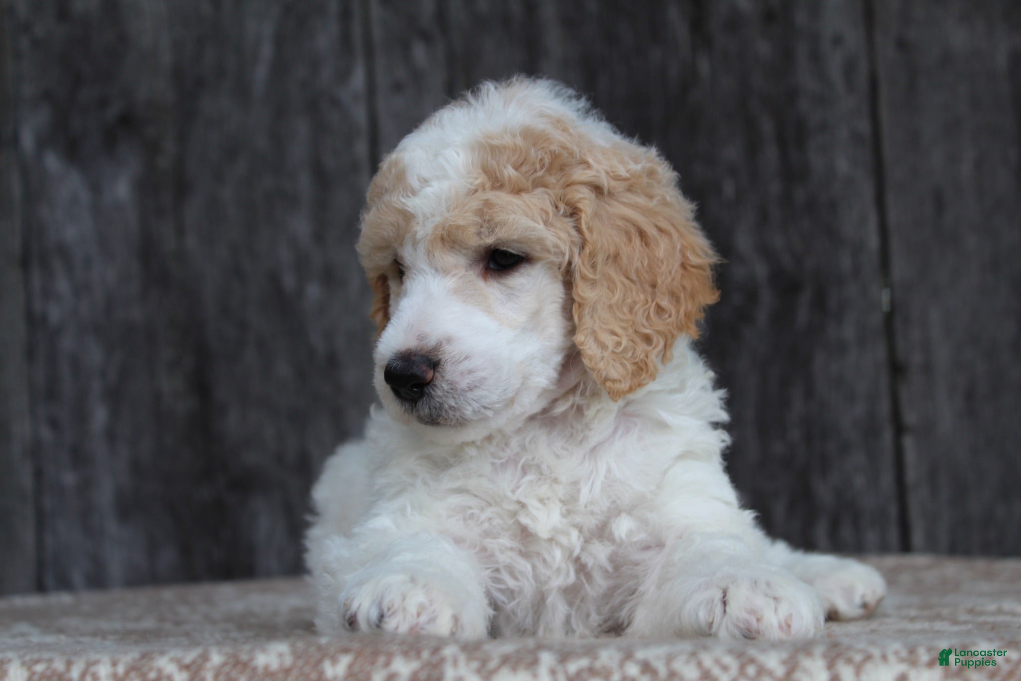 Standard Poodle dogs Willow AKC standard poodle - Ad 2