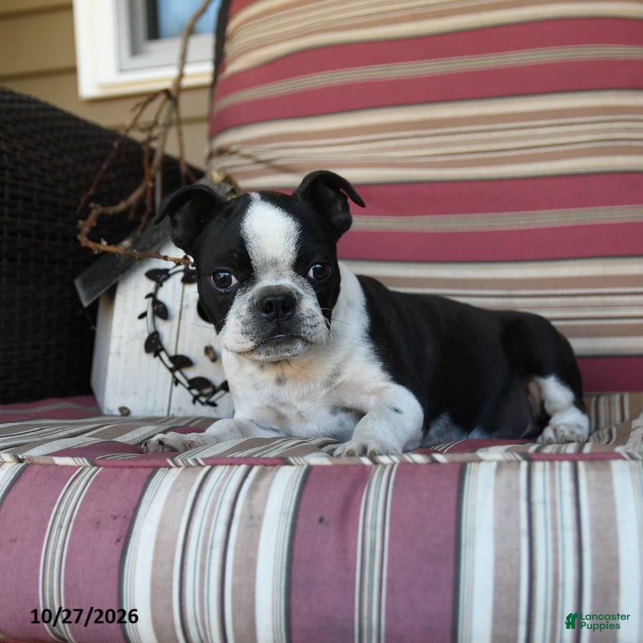 Boston Terrier dogs for sale: John - Ad 2