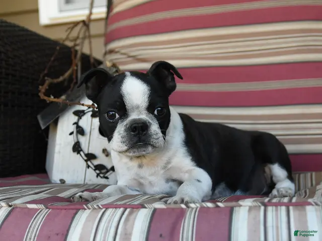 Boston Terrier dogs for sale: John - Ad 2