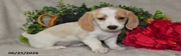 Dachshund dogs for sale: Ellie - Ad 5
