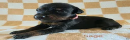 Doberman Pinscher dogs for sale: Sage - Ad 3