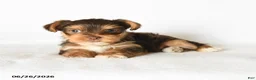 Yorkshire Terrier dogs for sale: Mocha - Ad 1