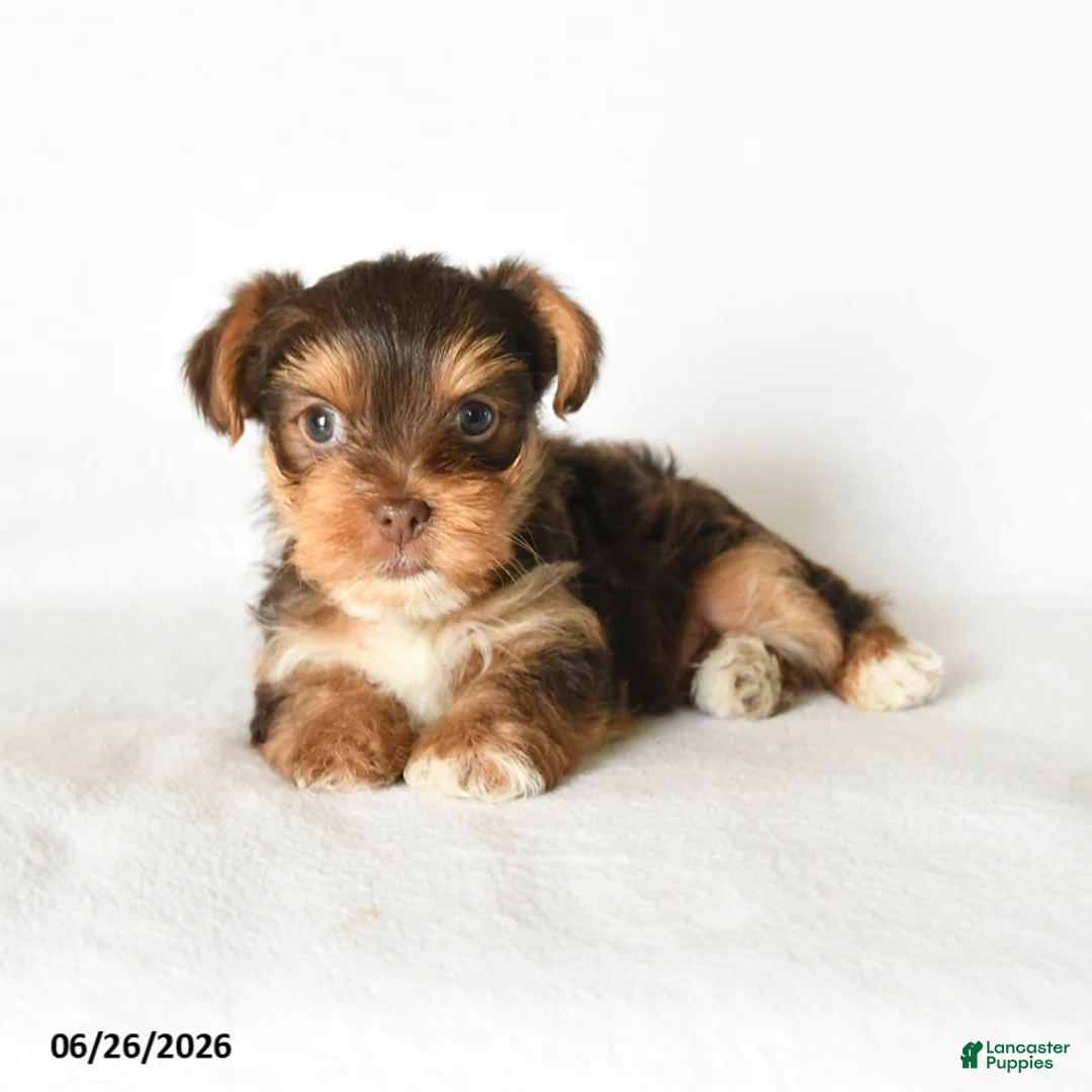 Yorkshire Terrier dogs for sale: Mocha - Ad 1