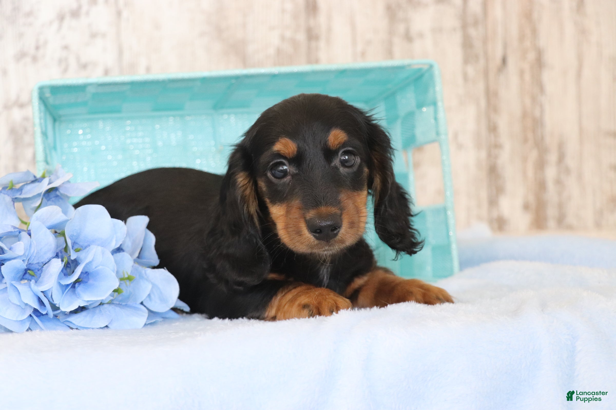 Dachshund dogs Gregory  - Ad 2