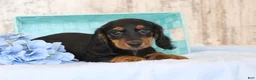 Dachshund dogs for sale: Gregory  - Ad 2