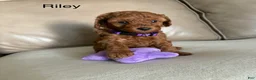 Miniature Poodle dogs for sale: Riley - Ad 1