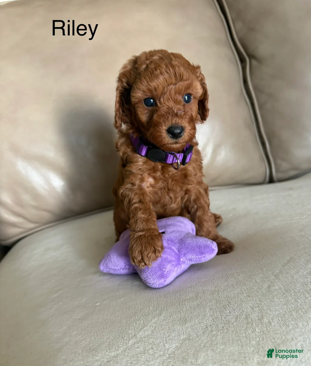 Miniature Poodle dogs for sale: Riley - Ad 1