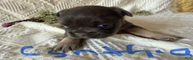 French Bulldog 1