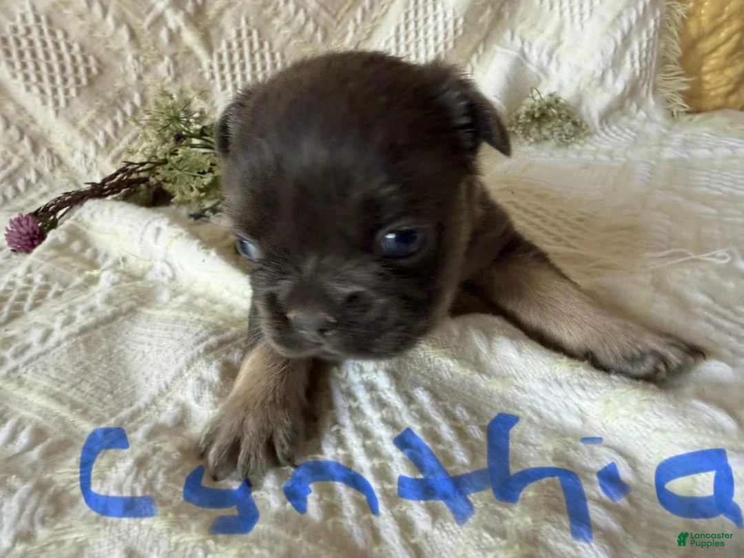 French Bulldog dogs for sale: French Bulldog 1 - Ad 1