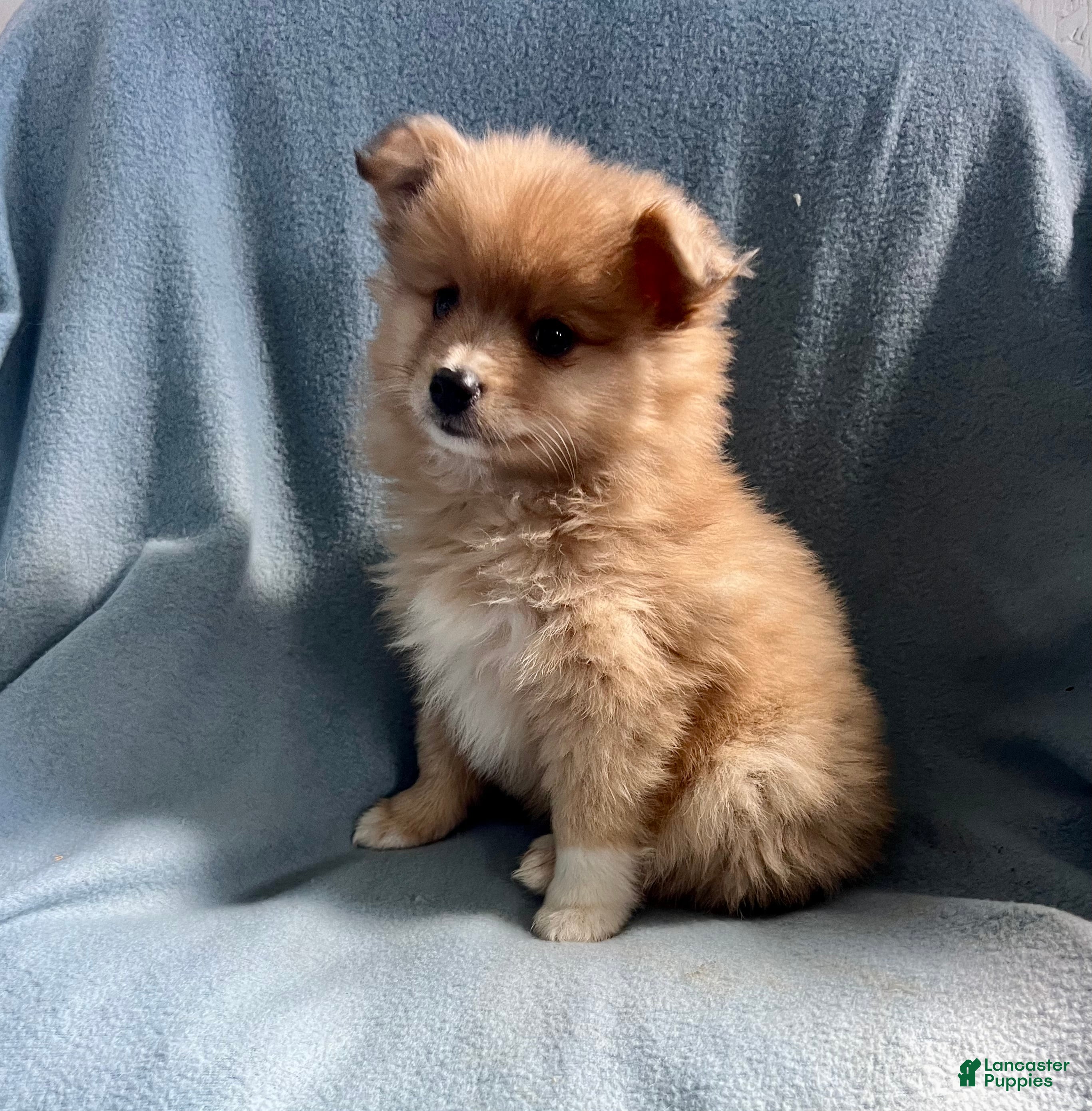 Mixed Breed dogs Kenny - Ad 1