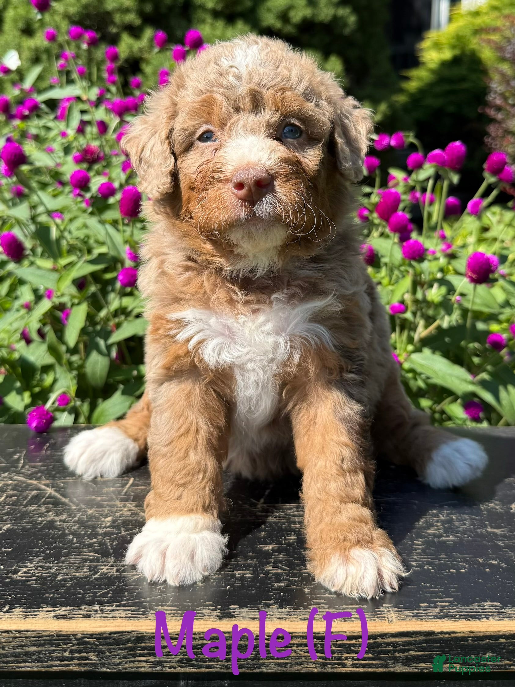 Bernedoodle dogs Maple - Ad 1