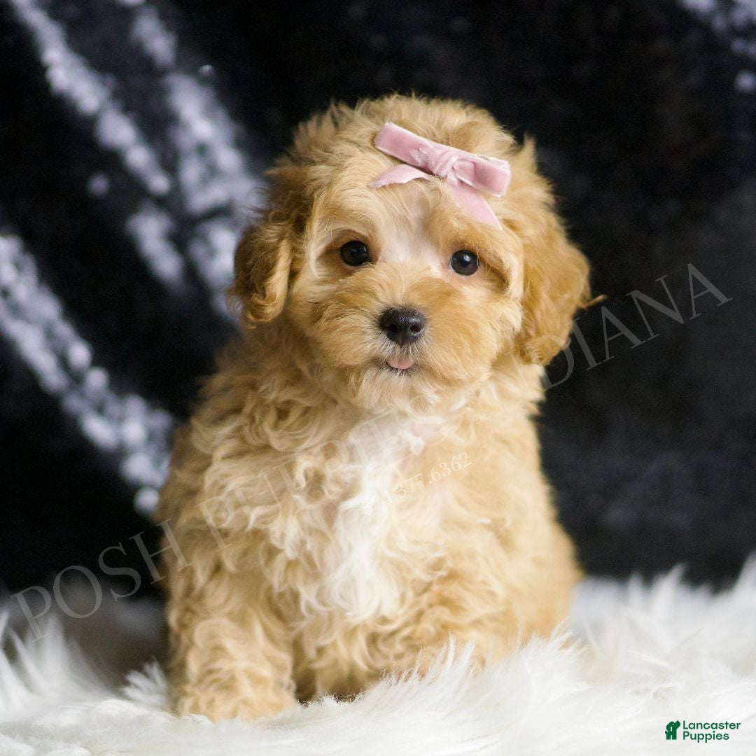 Maltipoo dogs Ember - Ad 2