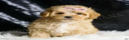 Maltipoo dogs for sale: Ember - Ad 2