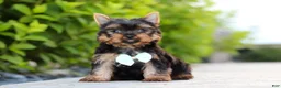 Yorkshire Terrier dogs for sale: Mitchell - Ad 4