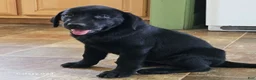 Goldador dogs for sale: LILY - Ad 1