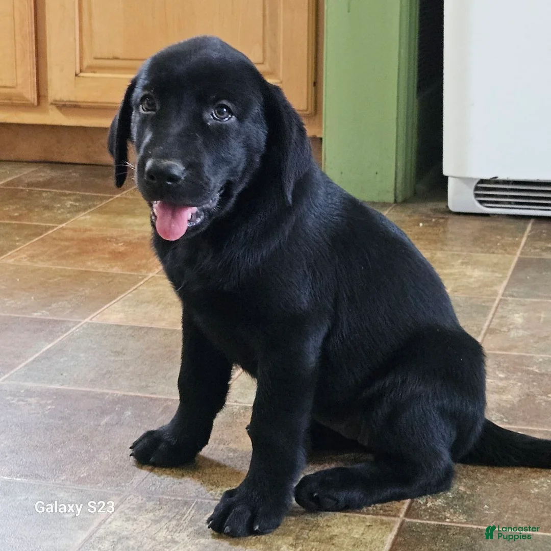 Goldador dogs for sale: LILY - Ad 1