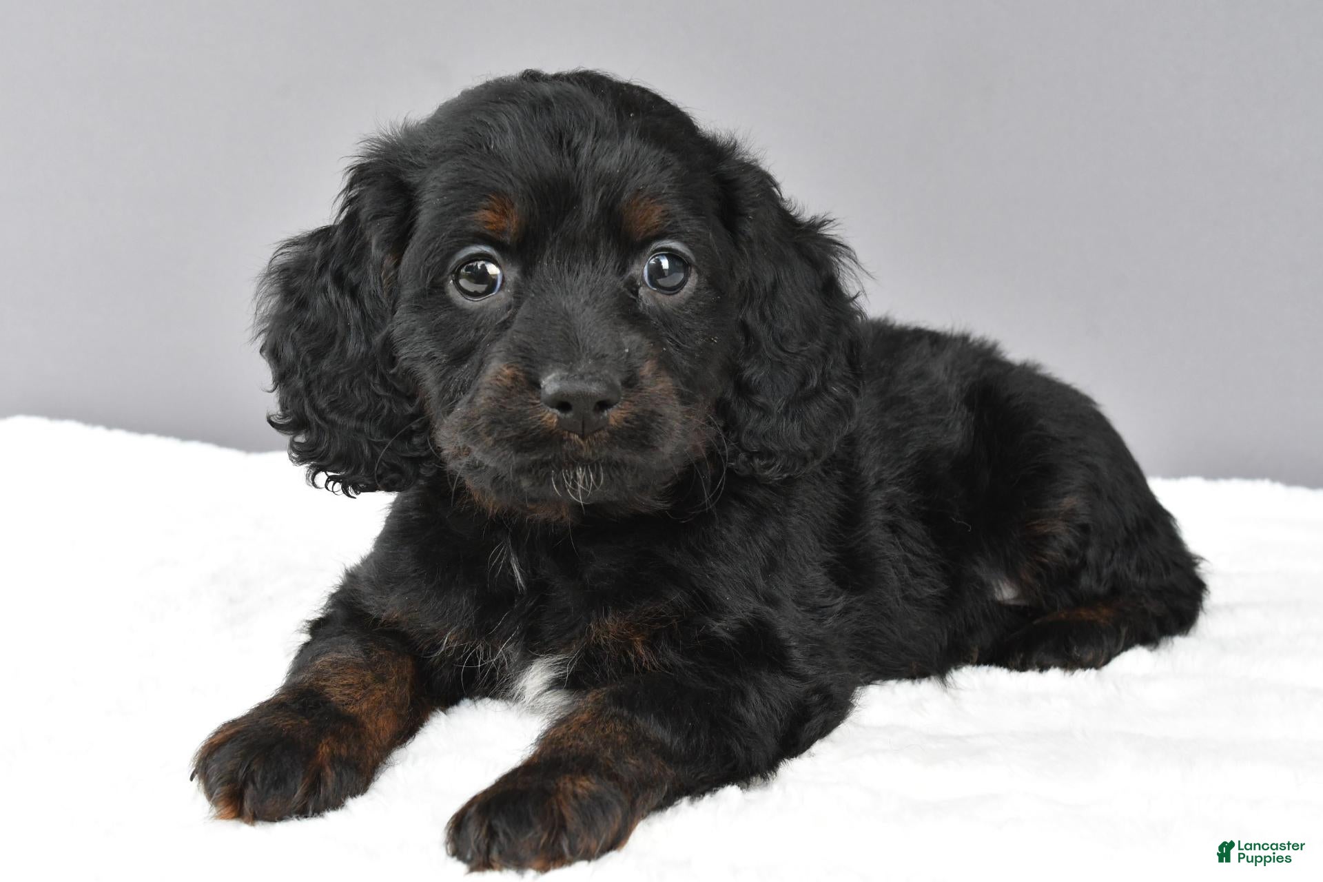 Cockapoo dogs for sale: Jessica - Ad 1