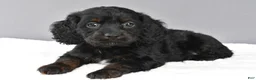 Cockapoo dogs for sale: Jessica - Ad 1