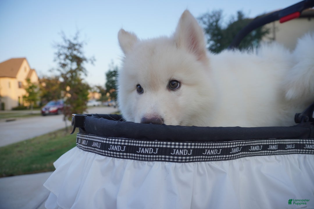 Alaskan Malamute dogs for sale: Xi Xi - Ad 13