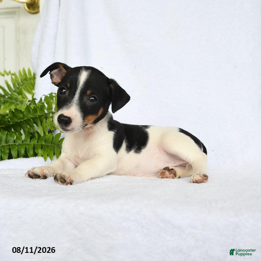 Jack Russell Terrier dogs Madison - Ad 2