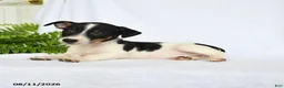 Jack Russell Terrier dogs for sale: Madison - Ad 2