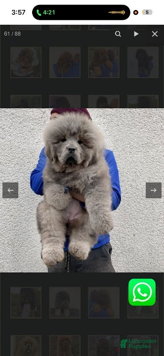 Tibetan Mastiff dogs Tibetan Mastiff Puppy 1 - Ad 1