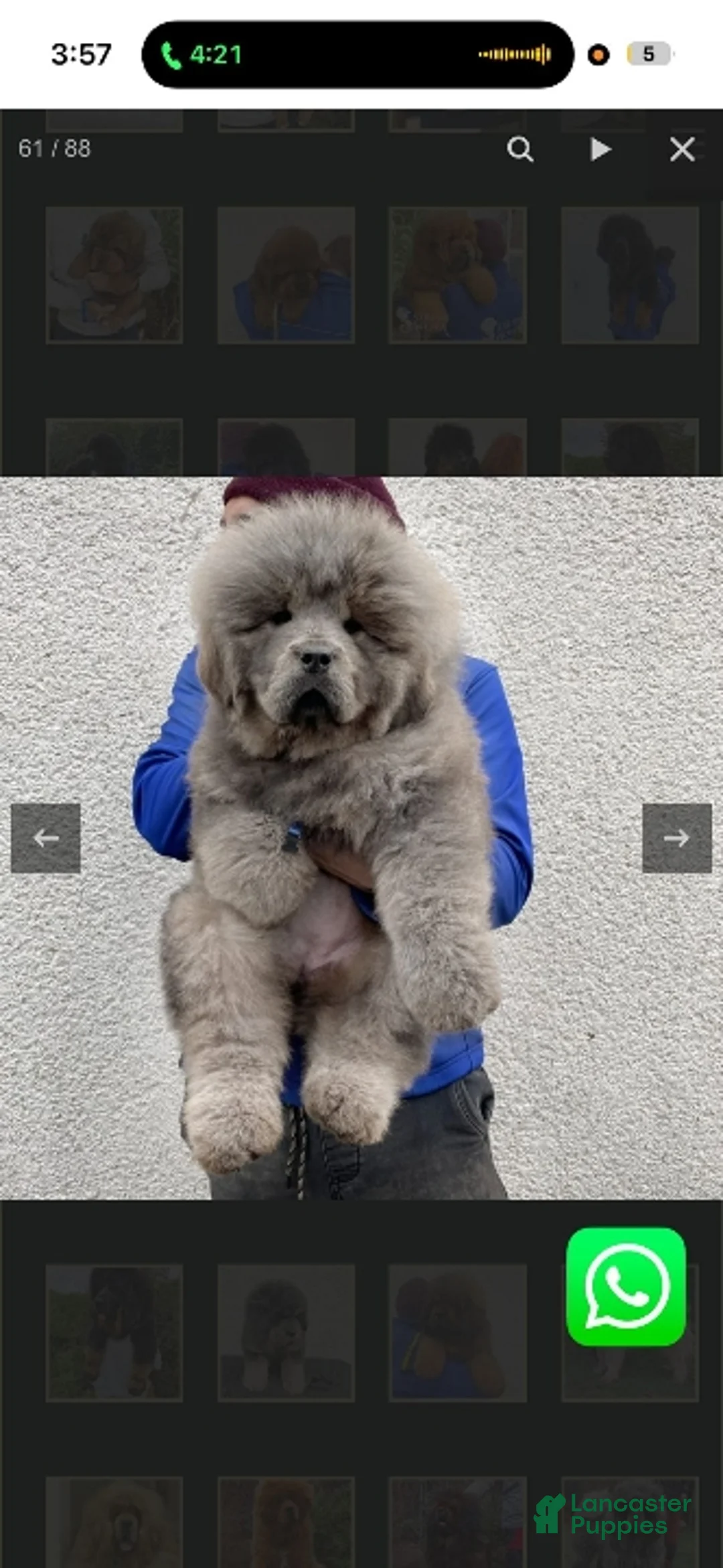 Tibetan Mastiff dogs for sale: Tibetan Mastiff Puppy 1 - Ad 1