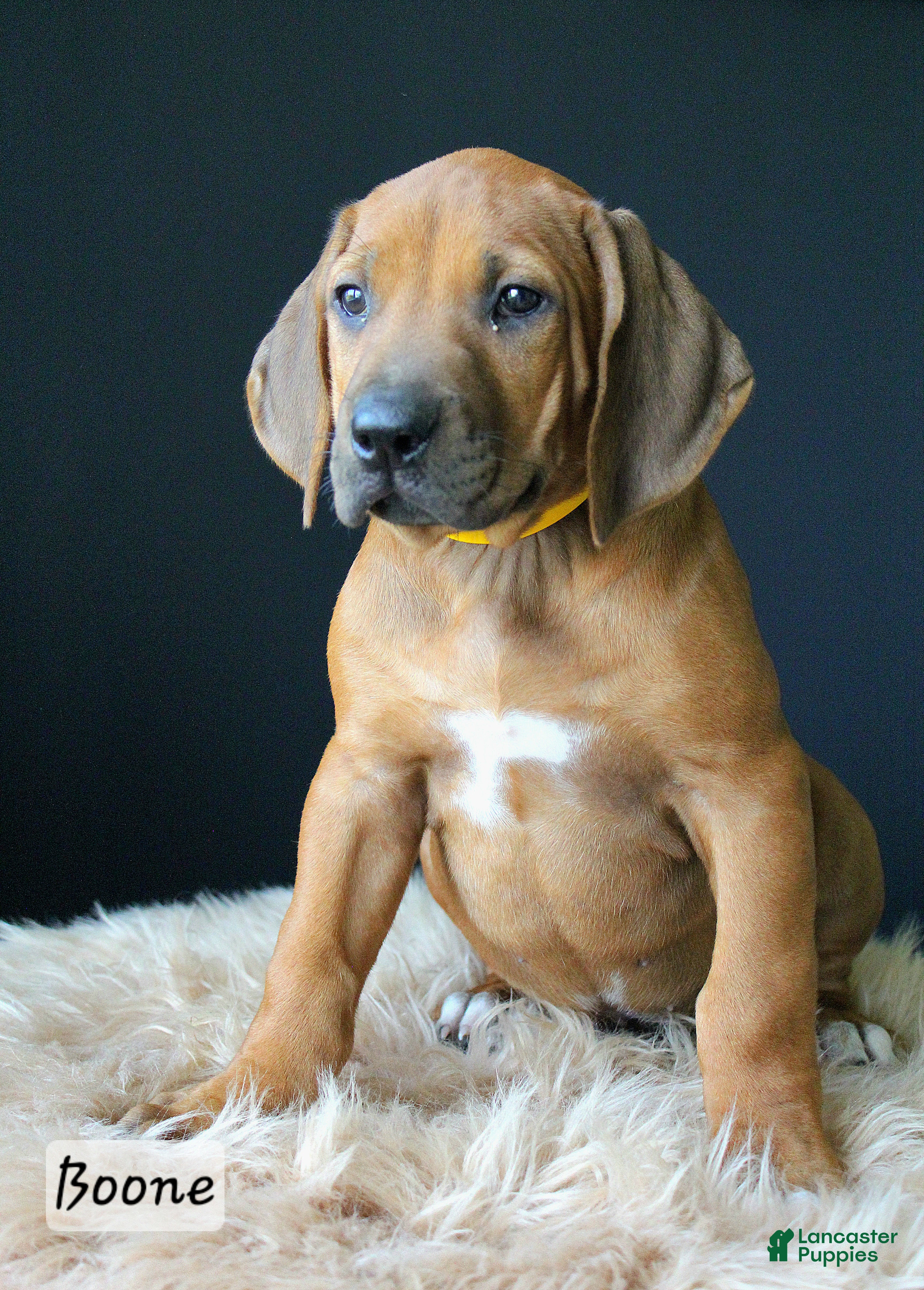 Rhodesian Ridgeback dogs Boone - Ad 1