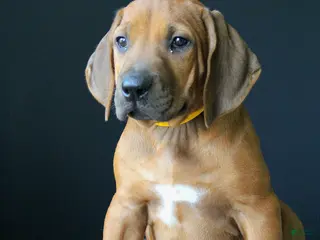 Rhodesian Ridgeback dogs for sale: Boone - Ad 3