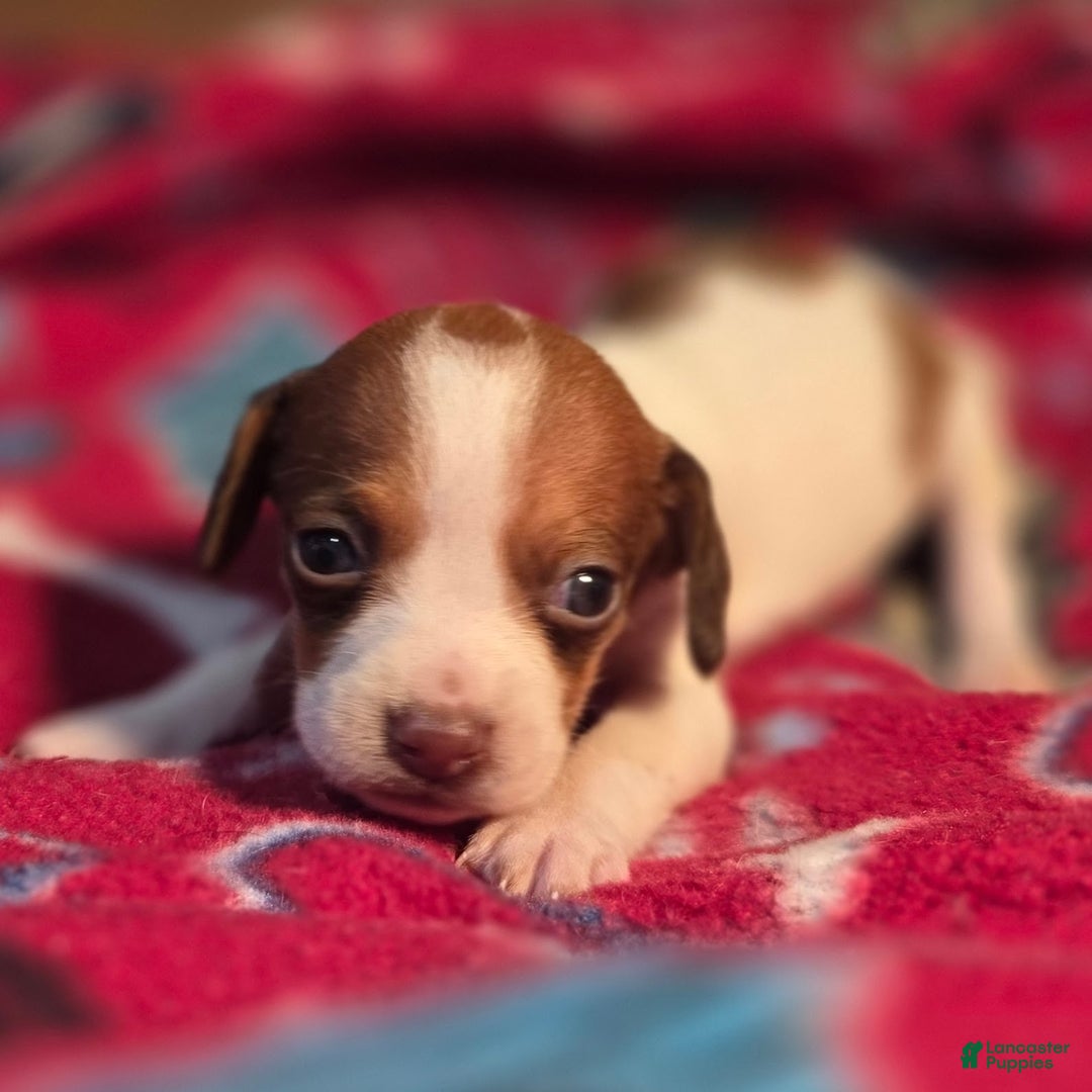 Beagle dogs for sale: Rory Queen Elizabeth Pocket Beagle - Ad 2