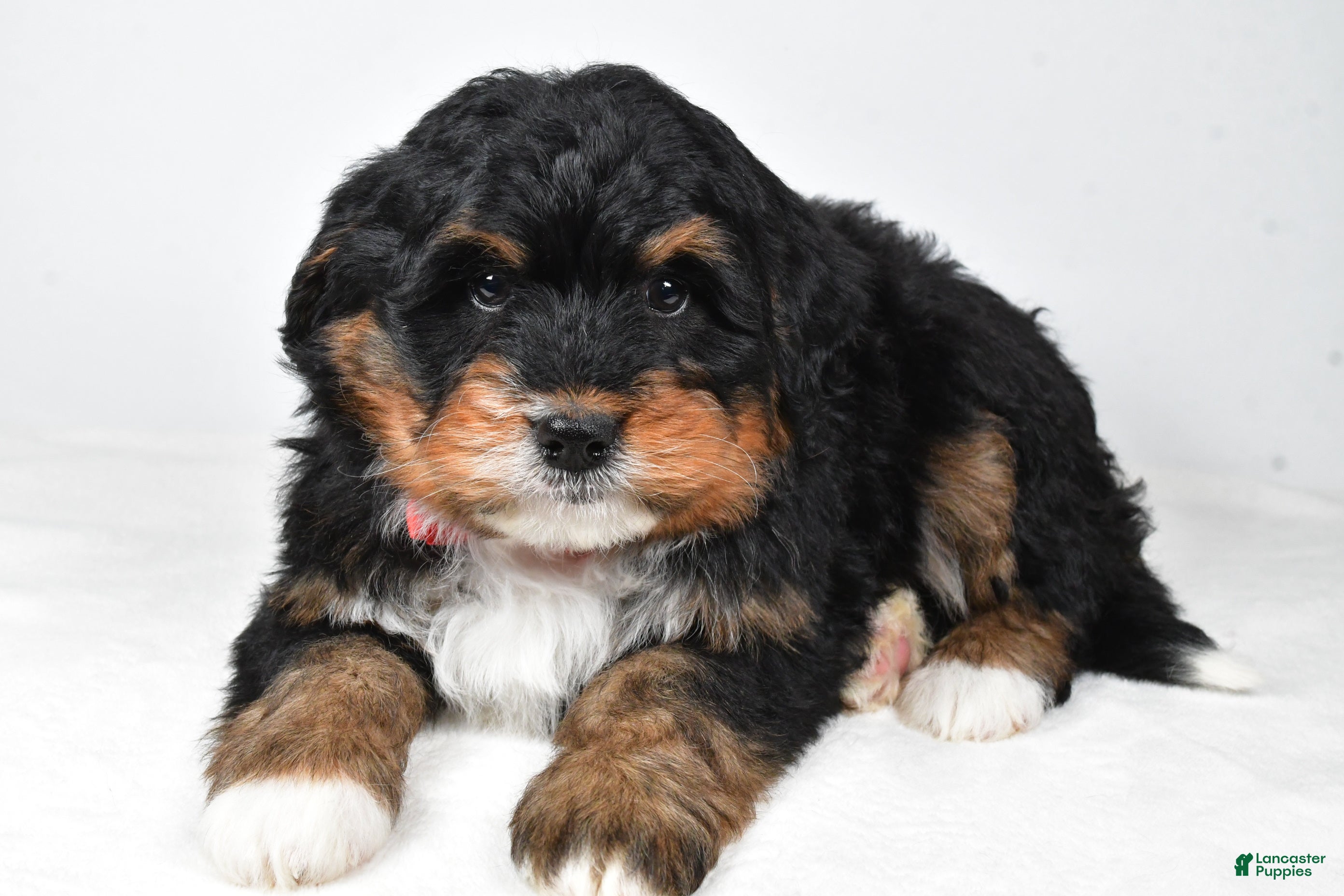 Mini Bernedoodle dogs Axel - Ad 42