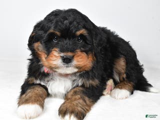 Mini Bernedoodle dogs Axel - Ad 22