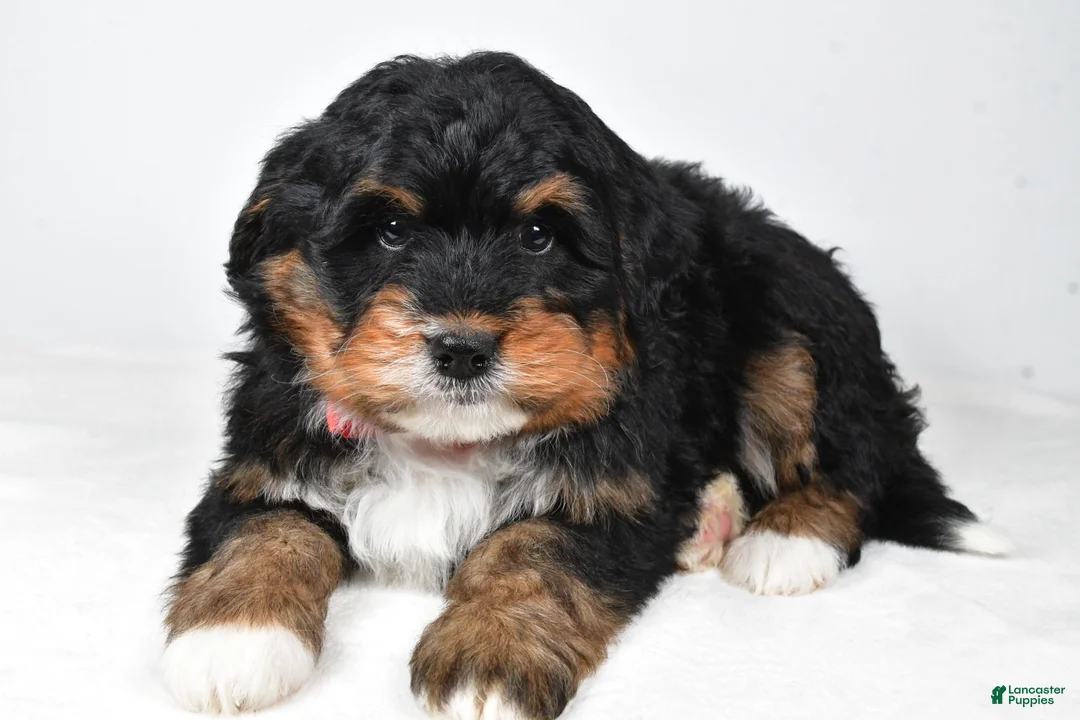 Mini Bernedoodle dogs for sale: Axel - Ad 1