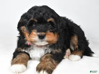 Mini Bernedoodle dogs Axel - Ad 41