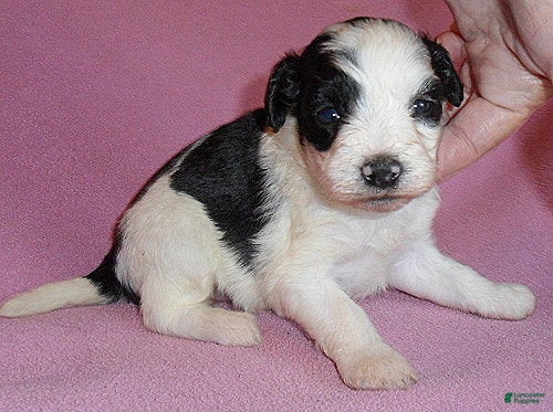 Schnoodle dogs Roxie - Ad 1