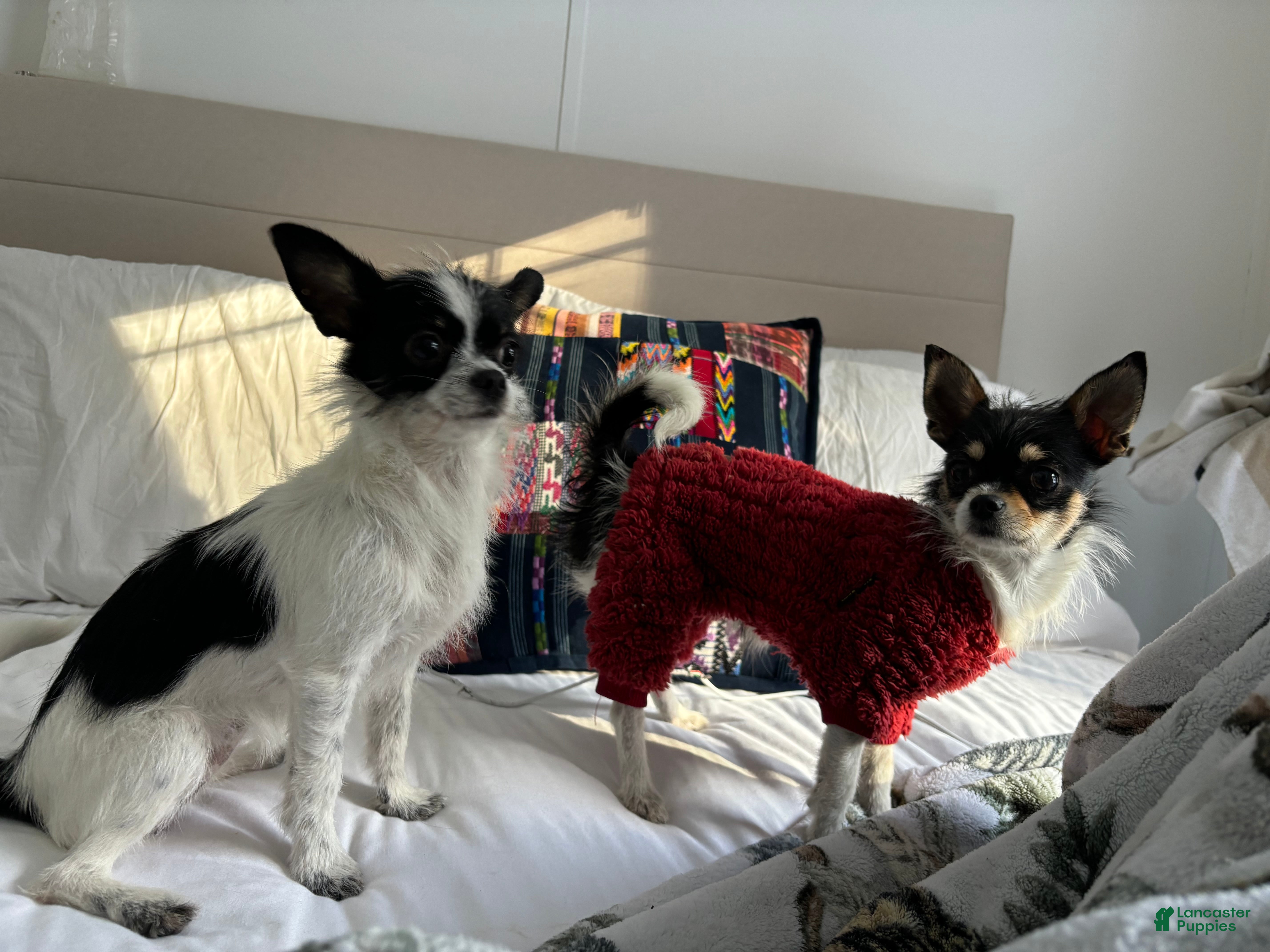 Chihuahua dogs Chihuahua Puppy 1 - Ad 27