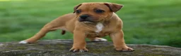 Staffordshire Bull Terrier dogs for sale: Marley 🌸🐾 - Ad 10