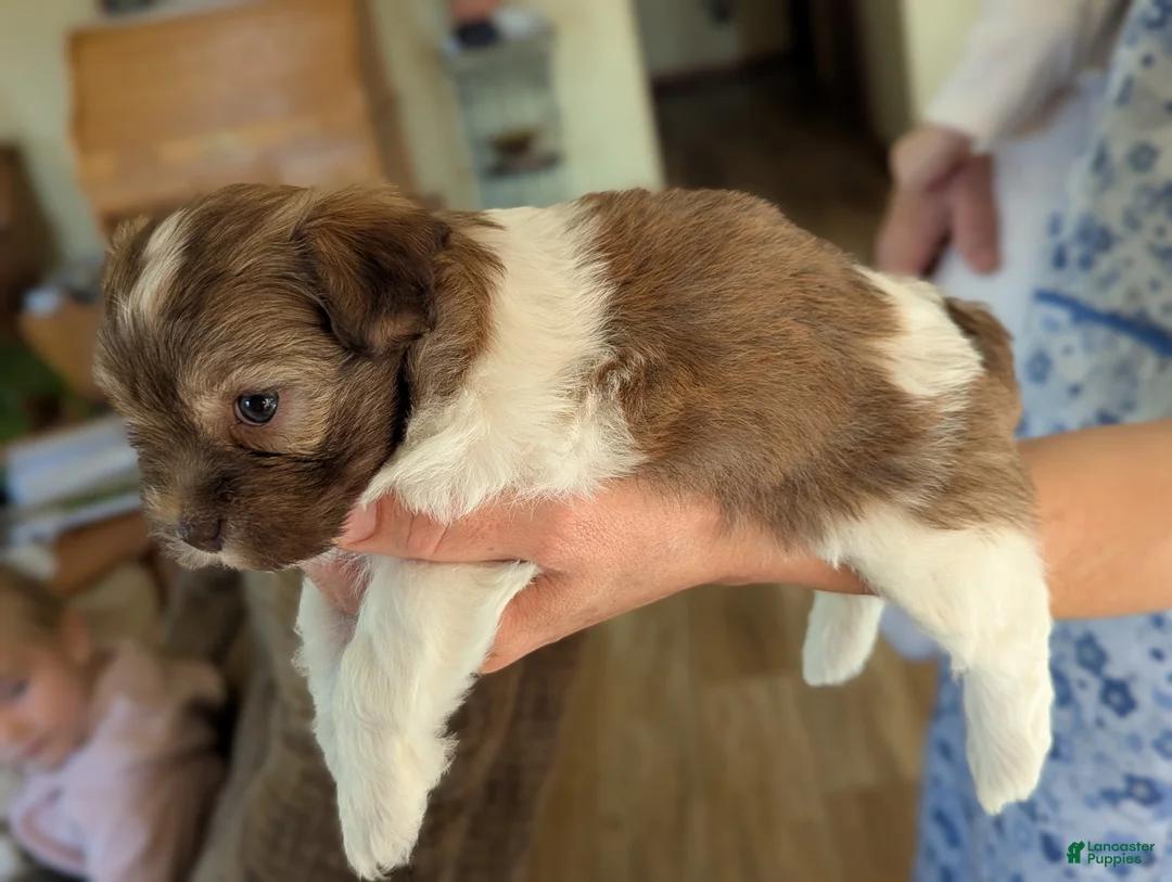 Havanese dogs for sale: Havanese Puppy 6 - Ad 2