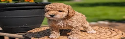 Miniature Poodle dogs for sale: Malia - Ad 4
