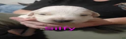 Mixed Breed dogs for sale: Silfy  - Ad 9